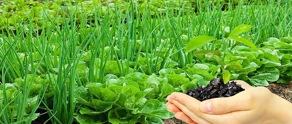 vegetables_growing_ in_biochar